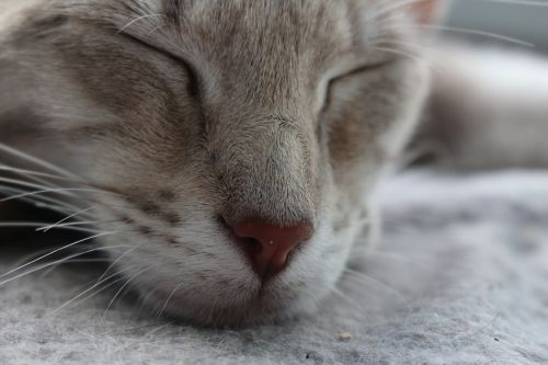cat nose whiskers