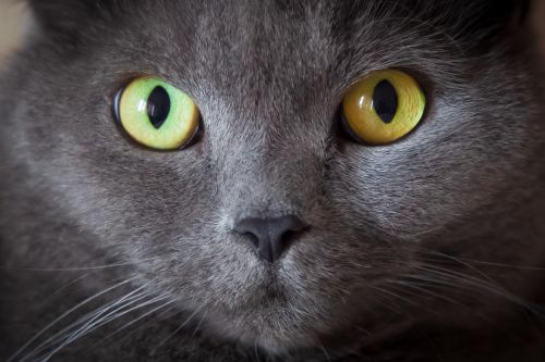 cat eyes animal