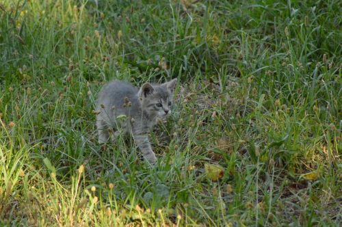 cat puppy gray