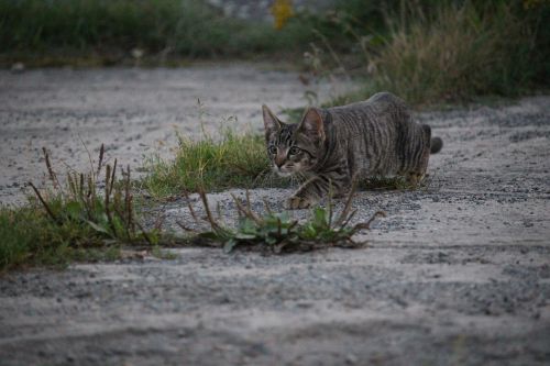 cat sneak up on hunting