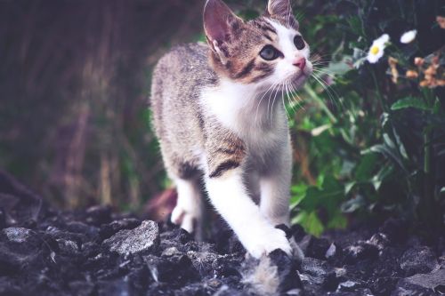 cat kitten rozkošné