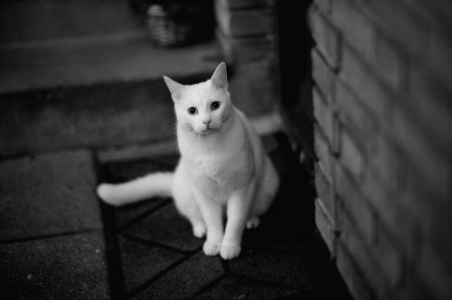 cat white yellow eyes