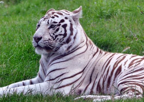 cat tiger white