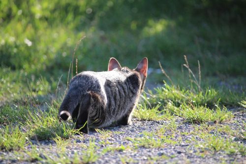 cat kitten sneak up on