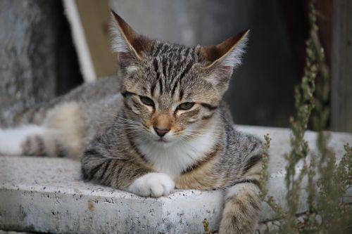 cat kitten mackerel