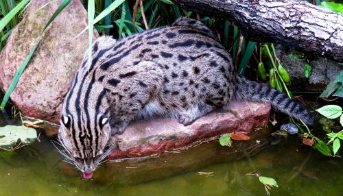 cat fishing cat predator