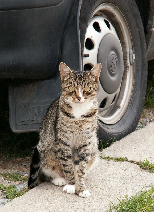 cat animal auto wheel