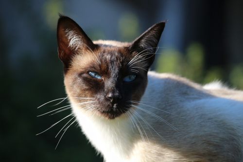 cat siamese cat mieze