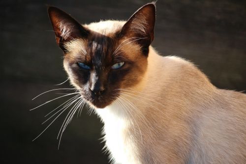 cat siamese cat mieze