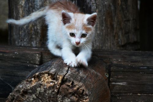 cat kitten small