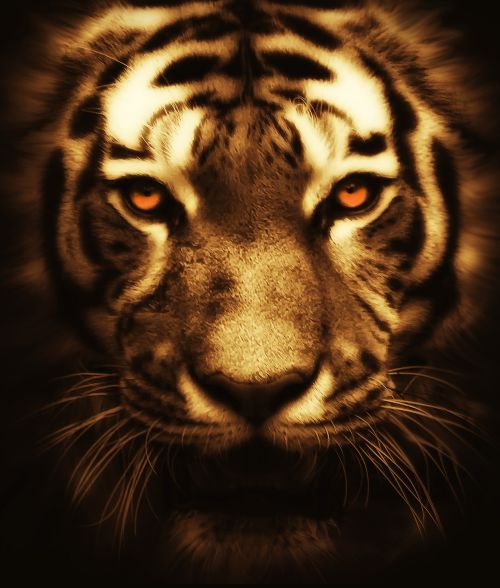 cat tiger animal