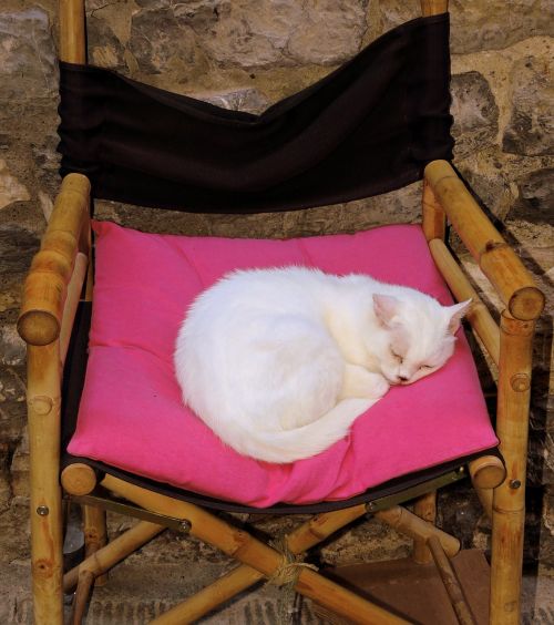 cat sleep chair