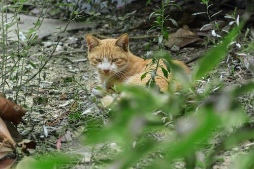 cat courtyard grove