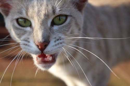 cat breed cat cat's eyes