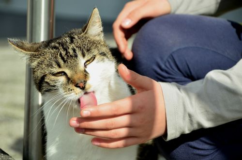 cat cat tongue lick