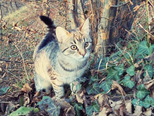 cat forest curious