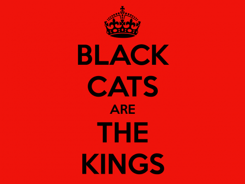 cat black cat black cat appreciation day