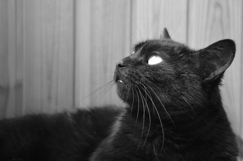 cat black cat thoughtful