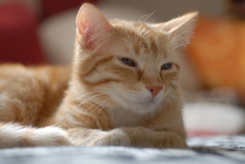cat european shorthair feline