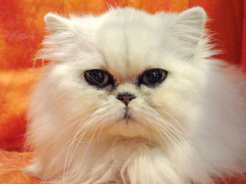cat white cat pet
