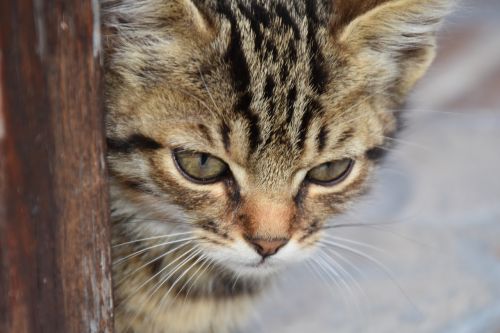 cat young cat playful