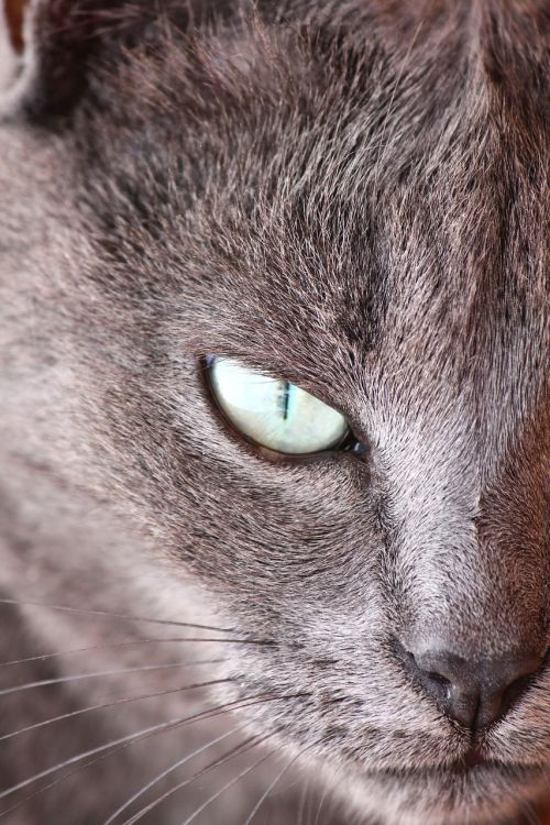 cat lilith eye