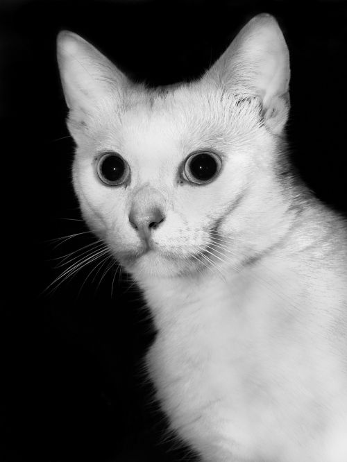 cat white black and white