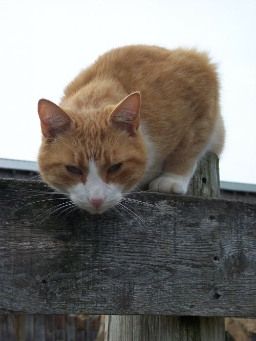 cat face curios