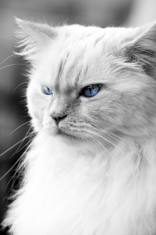 cat blue eye german longhaired pointer
