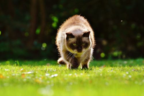 cat lurking british shorthair
