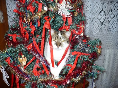 cat ornament christmas