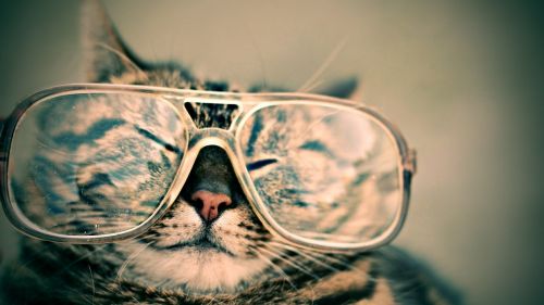 cat glasses eyewear