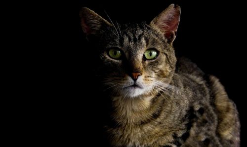 cat cat in the dark eyes