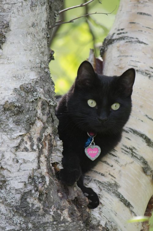 cat black tree