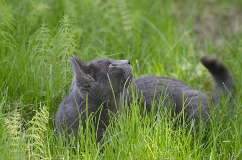 cat gray animal