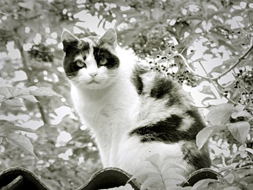 cat black and white lucky cat