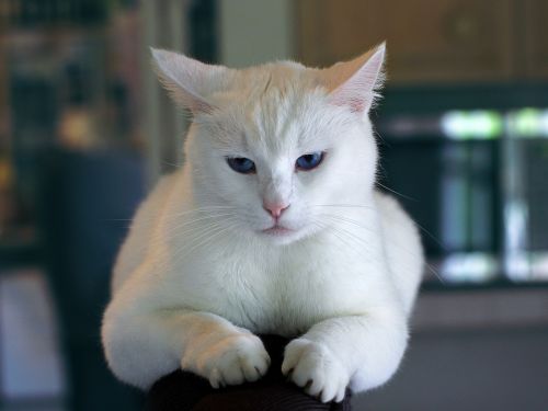 cat white feline