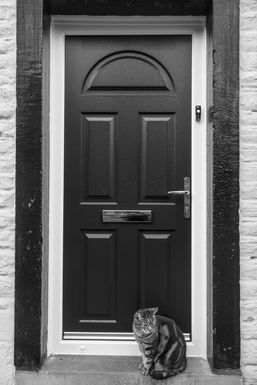 Cat And Door