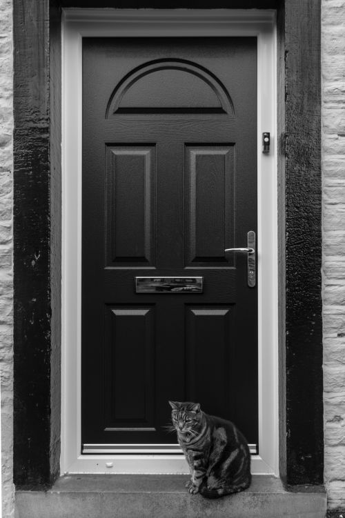 Cat And Door