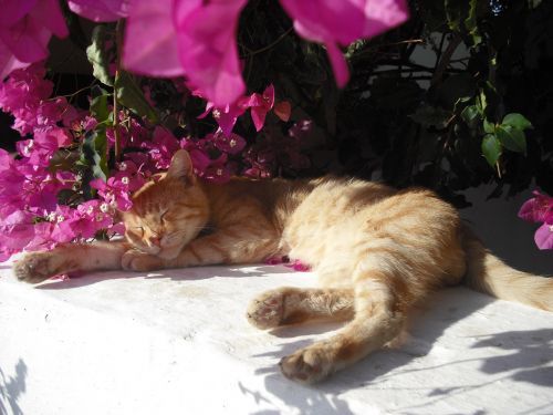 Cat And Flowers