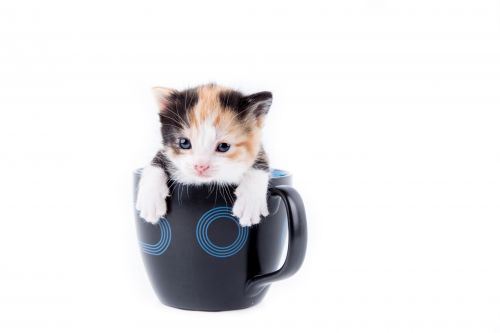 Cat And Mug