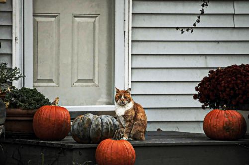 Cat And Pumpkins
