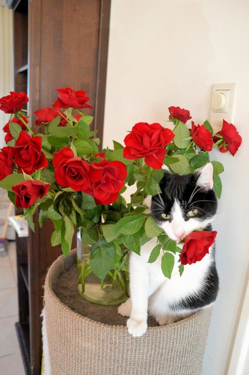 Cat And Roses