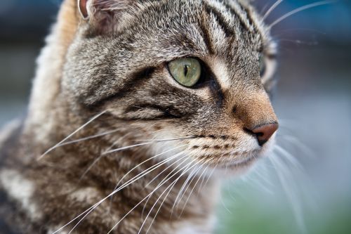 cat animal portrait animal hair