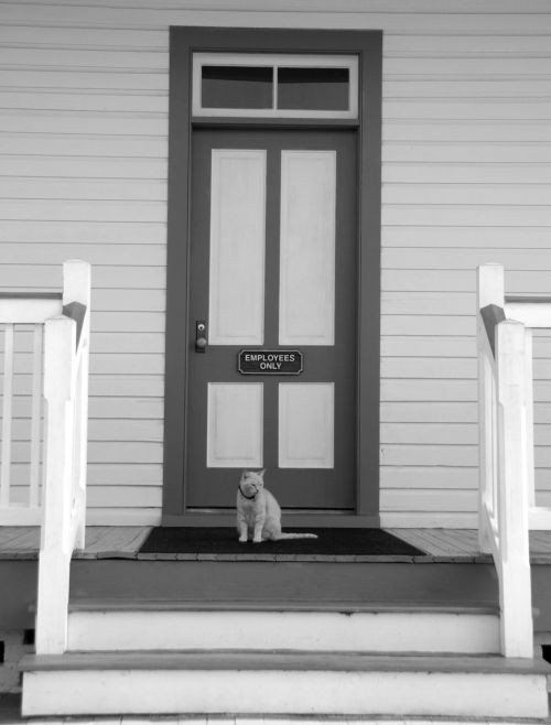 Cat At Door Step