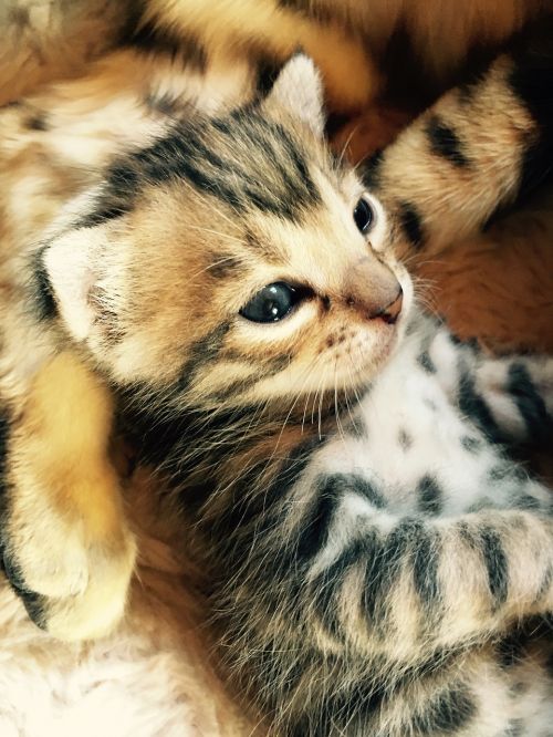 cat baby bengal cat