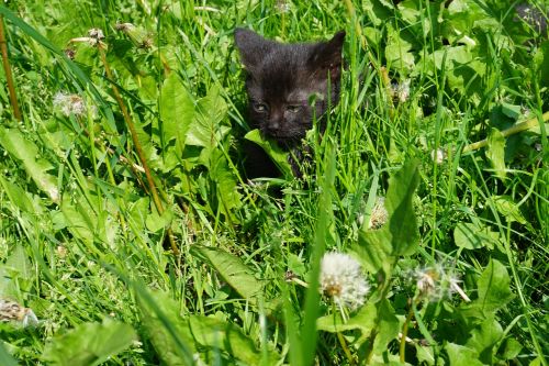cat baby meadow young cat