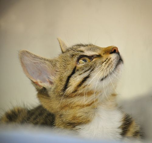 cat baby profile animal shelter