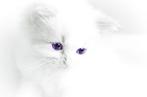 cat baby cat white
