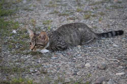 cat baby mackerel cat